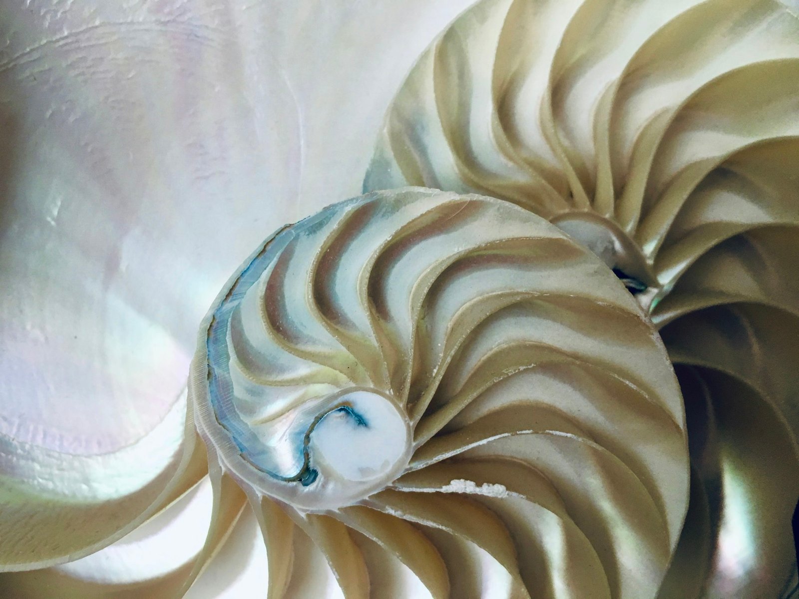 Cut-open nautilus shell showing its spiral chambers